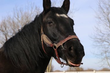 Kameraya sinsi sinsi bakan komik atın portresi.