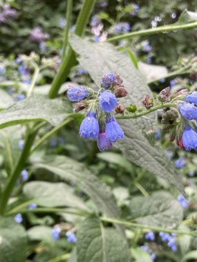  Smphytum Boraginaceae 'nin çan çiçekleri yemyeşil yapraklı, dikey.