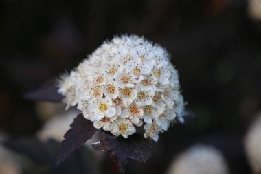 Kuzey Amerika 'nın beyaz çiçekli Ninebark' ına yakın çekim, Physocarpus opulifolius.