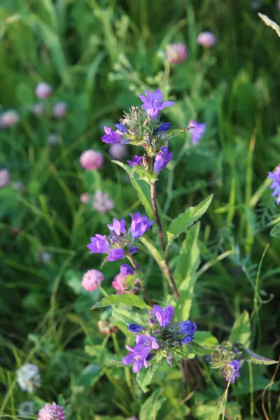 Stock image Clustered bellflower or Dane's blood (Campanula glomerata)