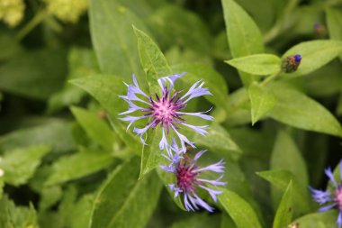 Cornflower, Centaurea siyanus yaklaşın.