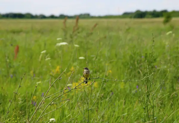 Whinchat (Saxicola rubetra). Avrupa 'da üreme alanı olan nadir göçmen kuşlar.