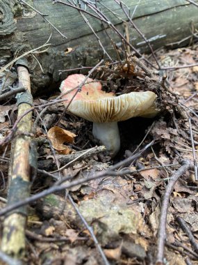 Russula Paludosa - Kızıl Orman Mantarı. Yenilebilir.. 
