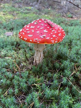 Amanita uçar agarik kırmızı mantarlar