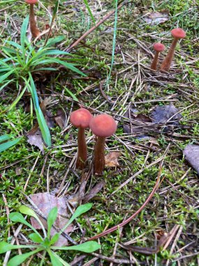 Balmumu laccaria Laccaria laccata, Tricholomataceae.