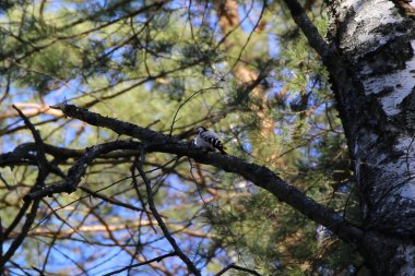 Küçük benekli ağaçkakan, Dryobates hafif yiyecek arıyor..