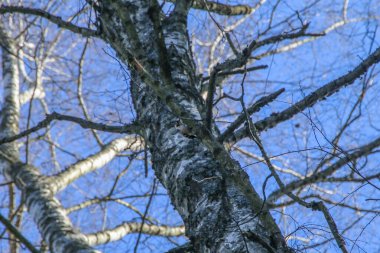Küçük benekli ağaçkakan, Dryobates hafif yiyecek arıyor..