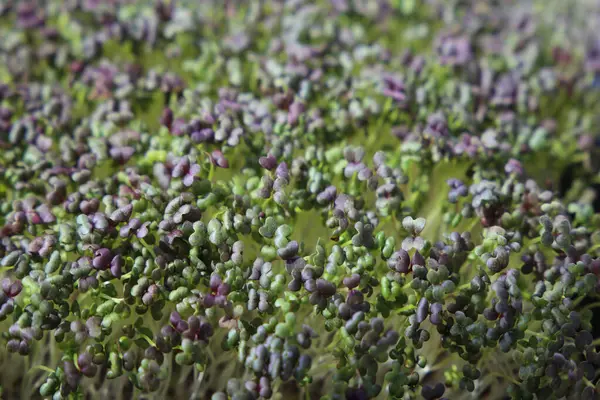 Kentsel bahçelerde büyüyen mikro yeşillikler. Kapalı alan hidroponik kurulum. Canlı yeşillik. 