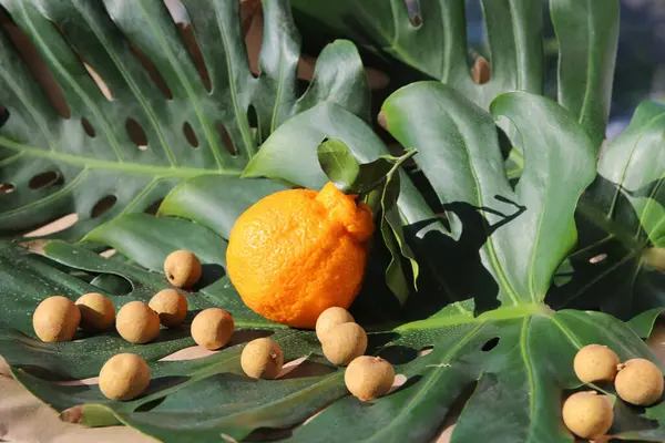 Canlı Tropikal Meyve Düzenleme Turuncu ve Longan