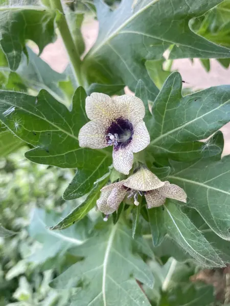 Siyah habanotu ya da kokuşmuş itüzümü (Hyoscyamus niger) çiçeği. Zehirli bitki..