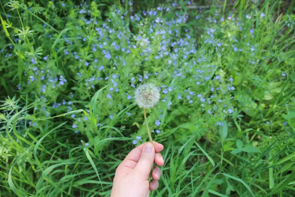 Elinde yeşil çimen ve Veronica çiçeklerinden oluşan bir karahindiba tohumu tutuyordu..