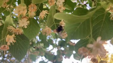 Bumblebee kirleten ıhlamur çiçekleri