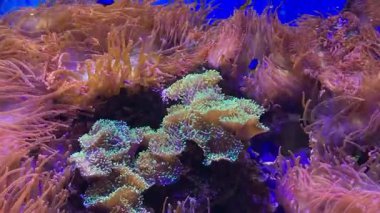 Renkli tropikal balıkların mercan resiflerinde yüzdüğü modern akvaryum. 