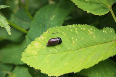 Kehribar salyangoz, succinea putris, yaprağın üzerindeki kabuk