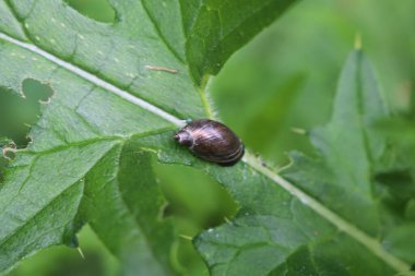Kehribar salyangoz, succinea putris, yaprağın üzerindeki kabuk