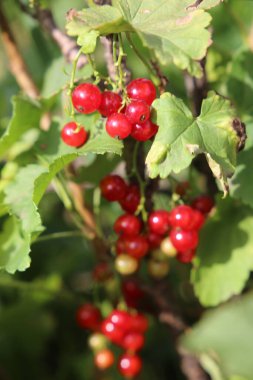 Güneşli bir günde yeşil dalda kırmızı sulu üzümlü kuşüzümü yakın..