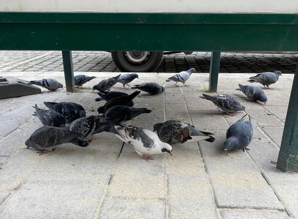 Kuş güvercinleri, Viyana, Avusturya 'daki bir binanın altında yemek yiyorlar..