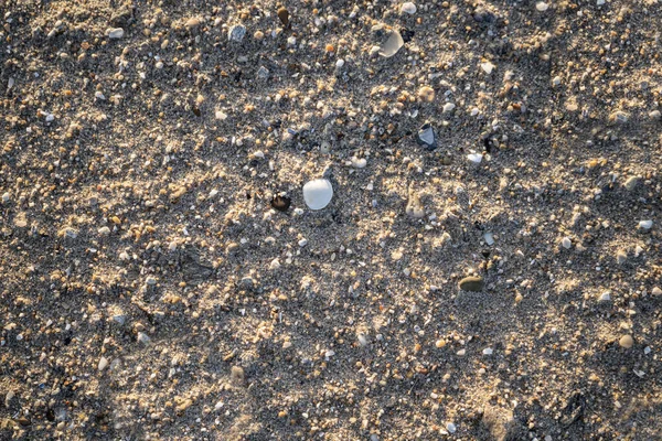 beach sand background full of remains of shells