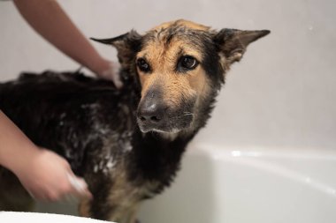 Bath Time: A Girl get Her Dog Clean and Cozy