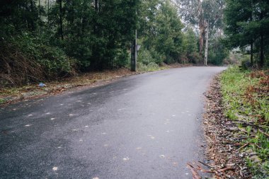 wet road lost in nature to the forest.