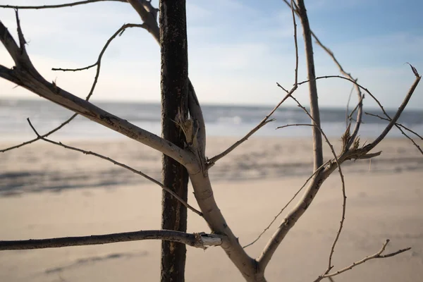 Прихований Природний Пляж Гілками — стокове фото
