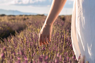Lavanta tarlasında yürüyen kadınların el resimleri..