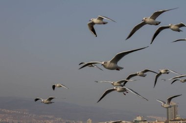 Gökyüzünde martılar, denizin üzerinde uçan martılar, mavi gökyüzünde uçan bir grup martı.