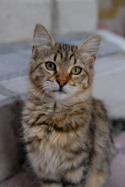 줄무늬 고양이 이스탄불의 거리에 고양이 고양이 Tabby 고양이 — 스톡 사진