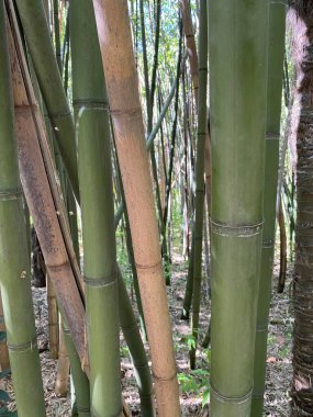 Kalın yeşil sapları ve ara sıra bronzlaşmış külleri olan yoğun bir bambu koruluğu. Güneş ışığı orman tepe örtüsünün içinden süzülerek bambuların belirgin düğümlerini ve pürüzsüz yüzeylerini vurgular..