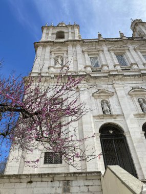 Canlı mavi gökyüzüne karşı süslü barok detaylarıyla tarihi beyaz taş katedral cephesi. Çiçek açan pembe kiraz ağacı dalları kompozisyonu çerçeveletip anıtsal mimariyle çarpıcı bir tezat oluşturuyor..