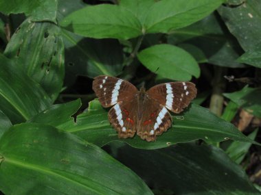 Anartia fatima Nymphalidae familyasından bir kelebek türü.