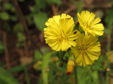 Youngia japonica, Asteraceae familyasından bir bitki türüdür.