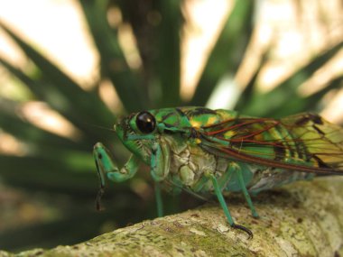 ZamZammara is a genus of cicadas order Hemipteramara is a genus of cicadas order Hemiptera clipart