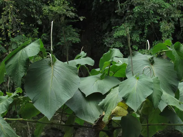 Piper auritum, Piperaceae familyasından bir aromatik aşçılık bitkisidir.