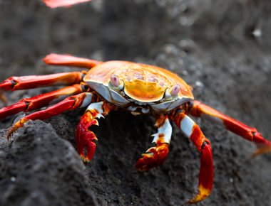 Kırmızı bir yengecin, kayalarda kırmızı bir yengecin, yengeçlerin gözlerine yakın dur.