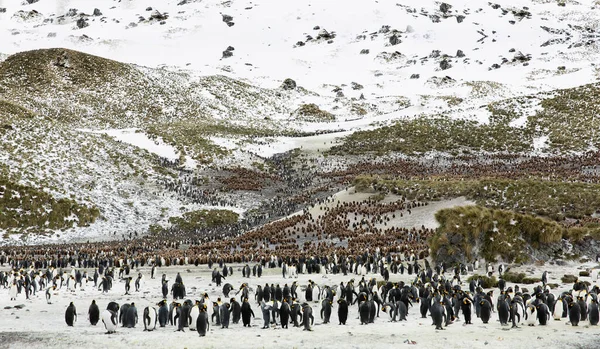 Una Colonia Pingüinos Antártida Familia Pingüinos Los Icebergs Familia Pingüinos — Foto de Stock