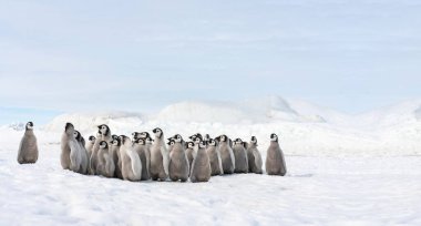 Bir grup küçük imparator penguen, küçük imparator penguenler karda toplandı.