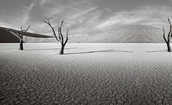 Száraz Fák Sivatagban Száraz Fák Klímaváltozás Koncepció Természet Halál Koncepció — Stock Fotó