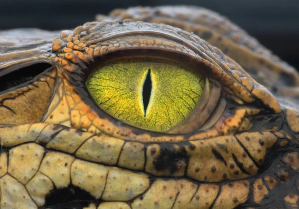 Close up of crocodile eye, close up of a lizard eye, close up of a crocodile\'s head, crocodile skin detail