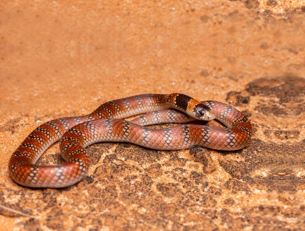 Australský Korálový Had Zblízka Hadí Pohled Zblízka Svinutý Had — Stock fotografie