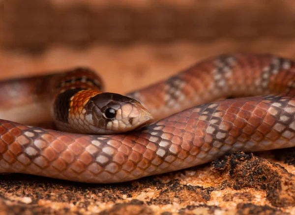 Serpent Corail Australien Gros Plan Serpent Face Face Gros Plan — Photo
