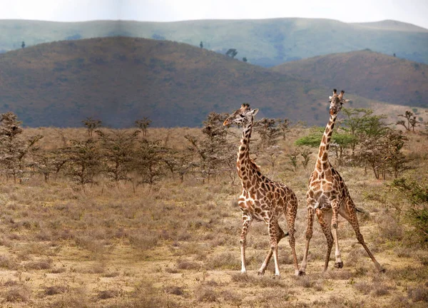 Duas Girafas Relva Duas Girafas Seu Habitat Quénia África — Fotografia de Stock