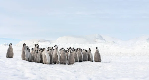 Grupo Pequeños Pingüinos Emperadores Pequeños Pingüinos Emperadores Reunidos Nieve — Foto de Stock