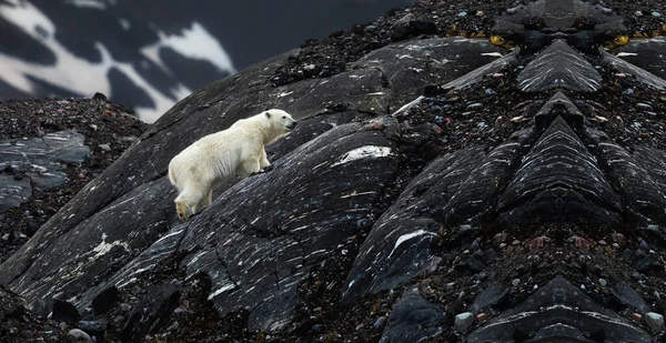 Μικρή Πολική Αρκούδα Στα Βουνά Πολική Αρκούδα Στην Ανταρκτική Πολική — Φωτογραφία Αρχείου