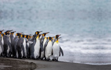 Antarktika 'da bir penguen kolonisi, güzel penguenler suya gidiyor.