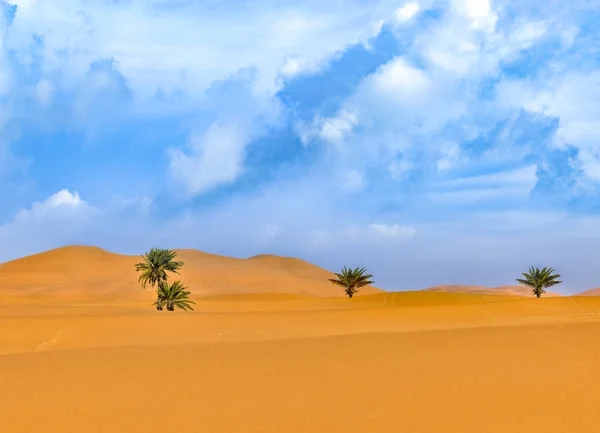 沙漠里有棕榈树和蓝天 撒哈拉沙漠里有棕榈树 撒哈拉沙漠中央有两棵棕榈树 — 图库照片