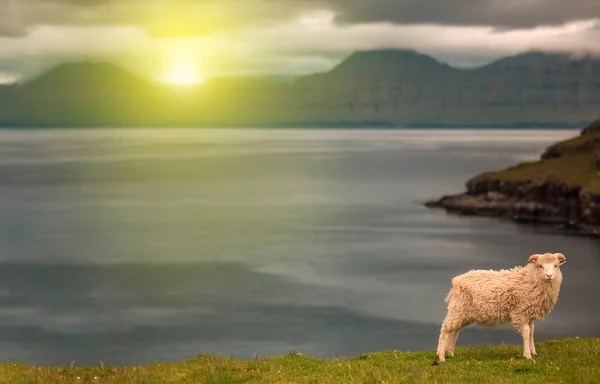 Owce Trawie Polu Owce Polu Przed Kamerą Miejsca Ksero Owce — Zdjęcie stockowe