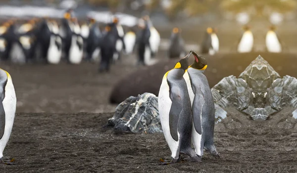 Dwa Pingwiny Razem Arktyce Para Królewskich Pingwinów Przytulonych Miłości — Zdjęcie stockowe