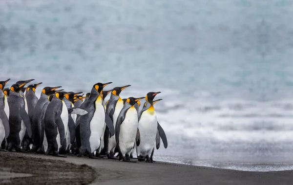 Una Colonia Pingüinos Antártida Hermosos Pingüinos Yendo Agua — Foto de Stock