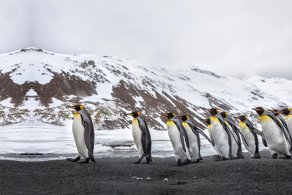 Una Colonia Pingüinos Antártida Hermosos Pingüinos Yendo Agua — Foto de Stock
